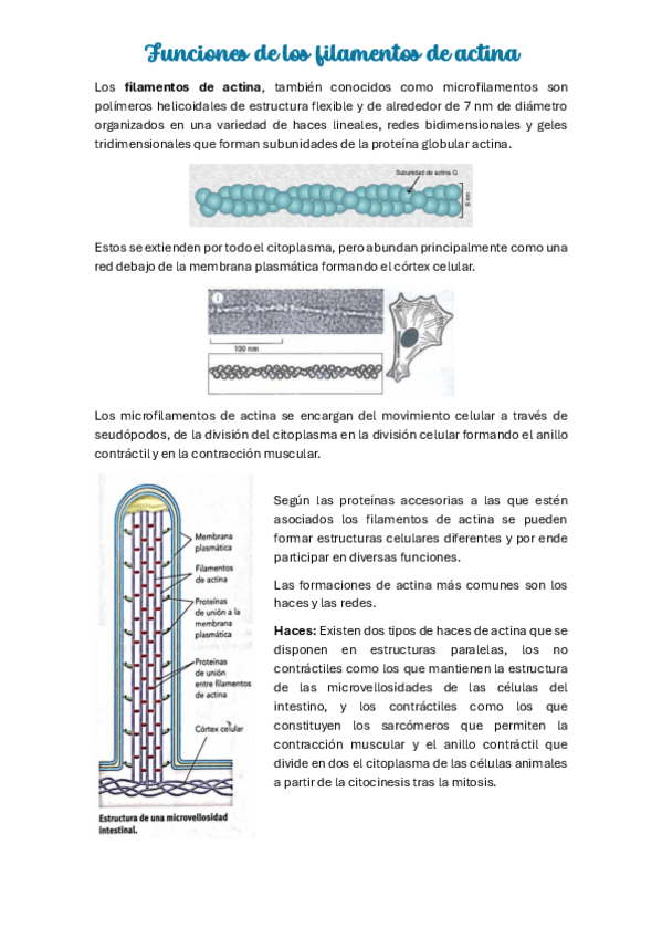 Miniatura del documento Apuntes-de-filamentos-de-actina.pdf