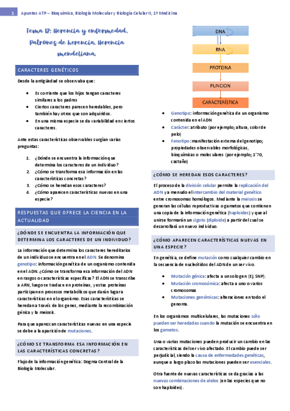 Miniatura del documento tema-12-bioquimica-II.pdf