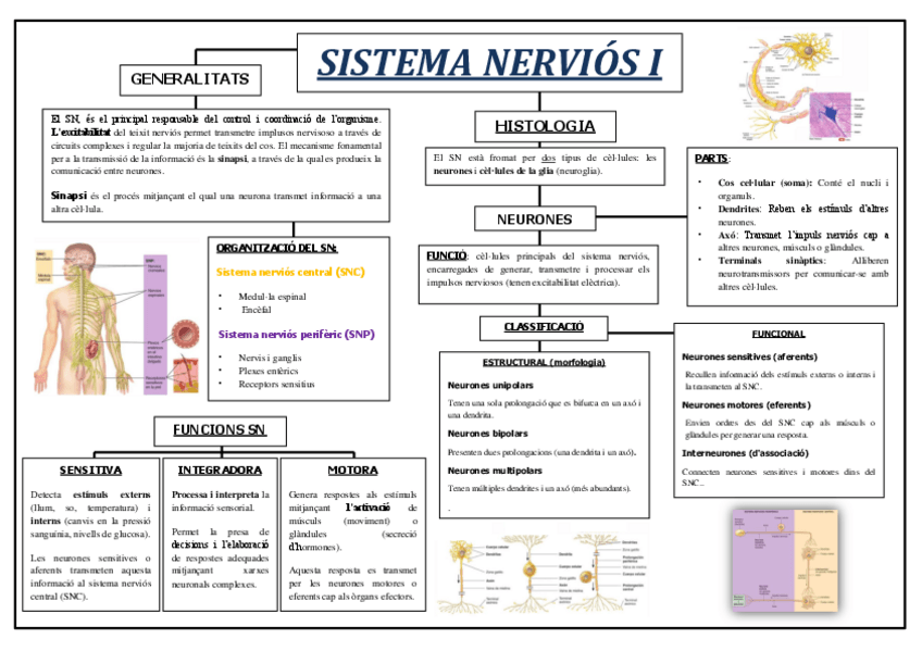 Miniatura del documento Esquema-Sistema-Nervios-I.pdf