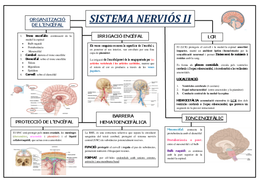 Miniatura del documento Esquema-Sistema-Nervios-II.pdf