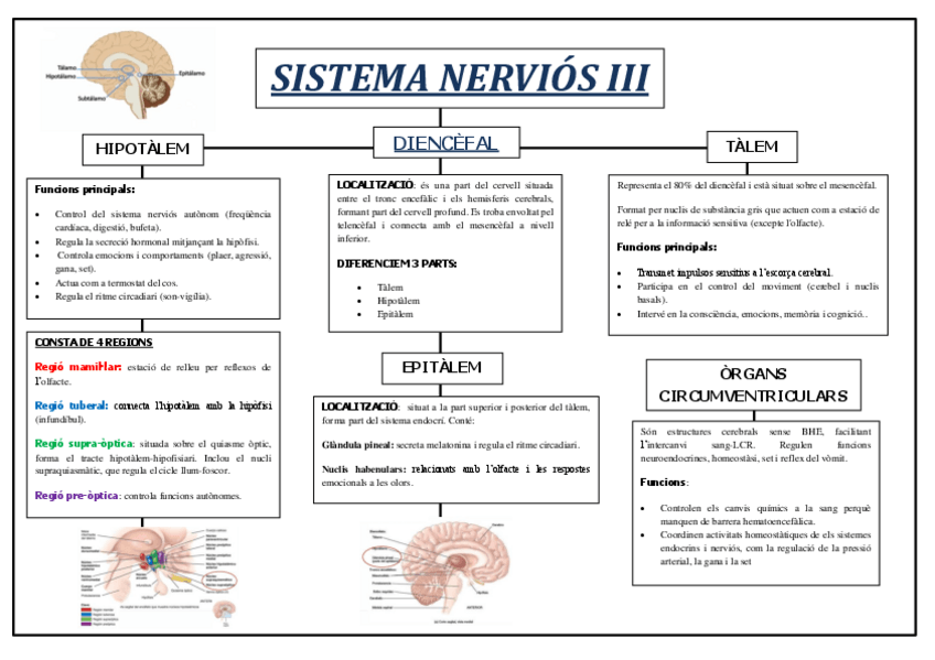 Miniatura del documento Esquema-Sistema-Nervios-III.pdf