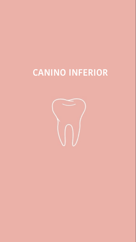 Miniatura del documento Canino-inferior.pdf