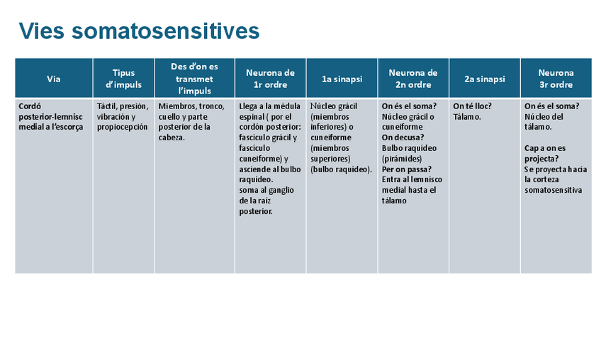 Miniatura del documento Taules-vies-somatosensitives-i-somatomotores-SN.pdf