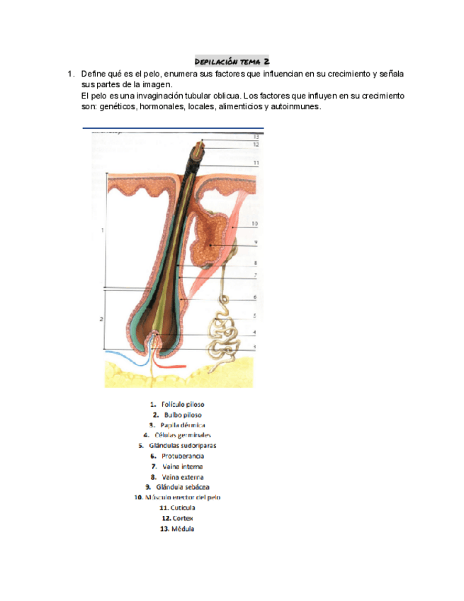 Miniatura del documento Depilacion-T2-El-pelo.pdf