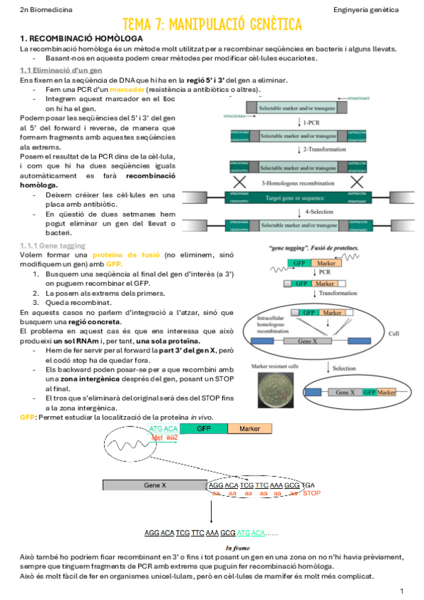 Miniatura del documento T7-Manipulacio-genetica.pdf