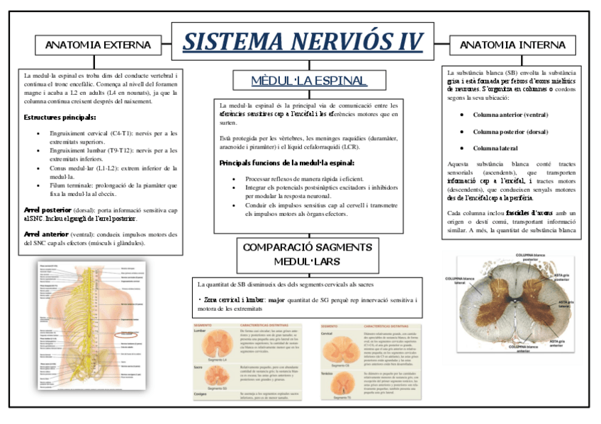 Miniatura del documento Esquema-Sistema-Nervios-IV.pdf