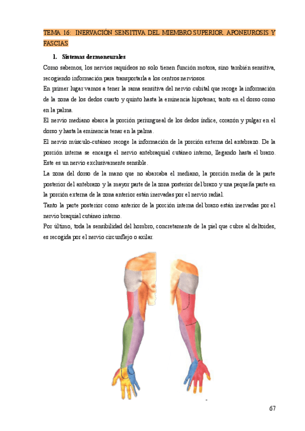 Miniatura del documento TEMA-16-INERVACION-SENSITIVA-DEL-MIEMBRO-SUPERIOR.-APONEUROSIS-Y-FASCIAS.pdf