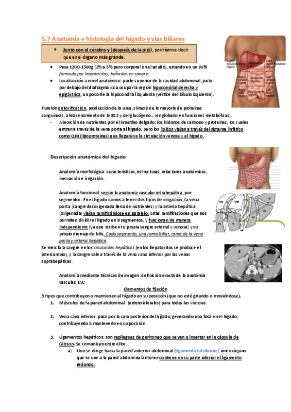 Miniatura del documento 5.7-higado.pdf