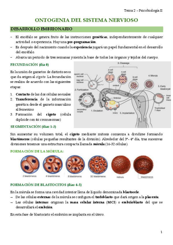 Miniatura del documento tema-2-ONTOGENIA-DEL-SN.pdf