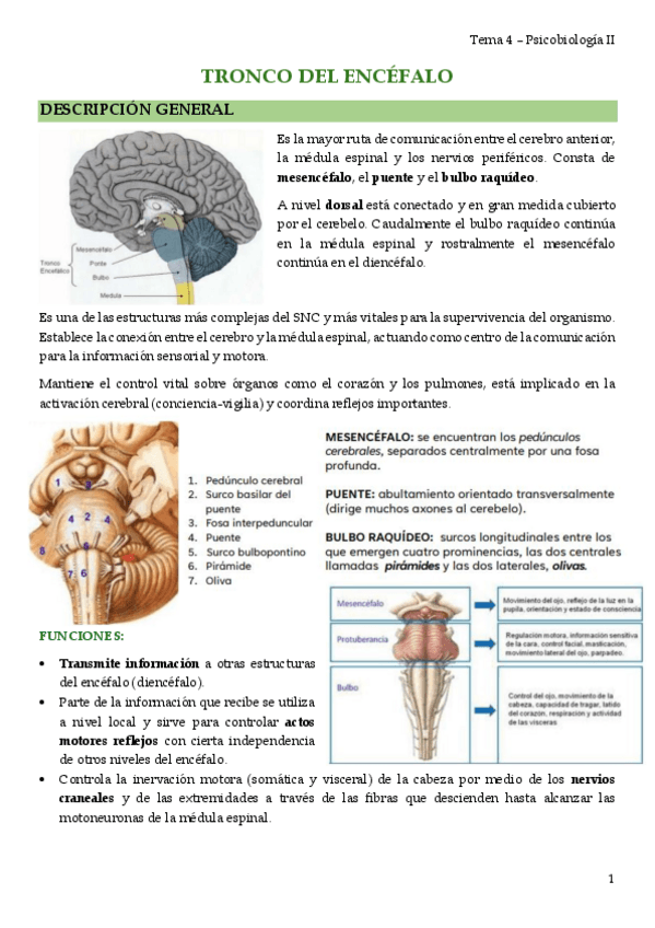 Miniatura del documento tema-4-TRONCO-DEL-ENCEFALO.pdf