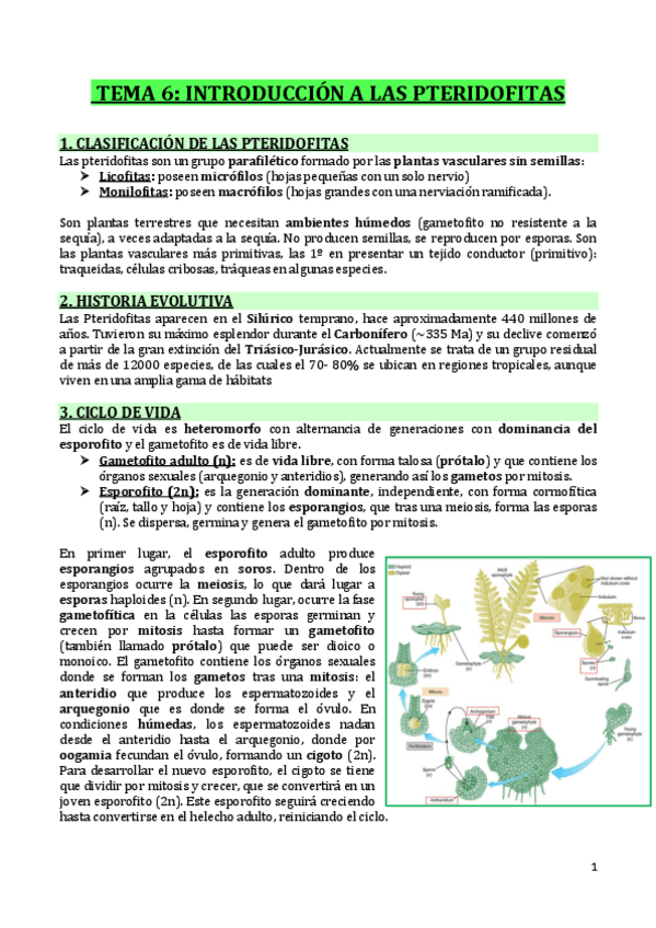 Miniatura del documento T6-INTRODUCCION-A-LAS-PTERIDOFITAS.pdf