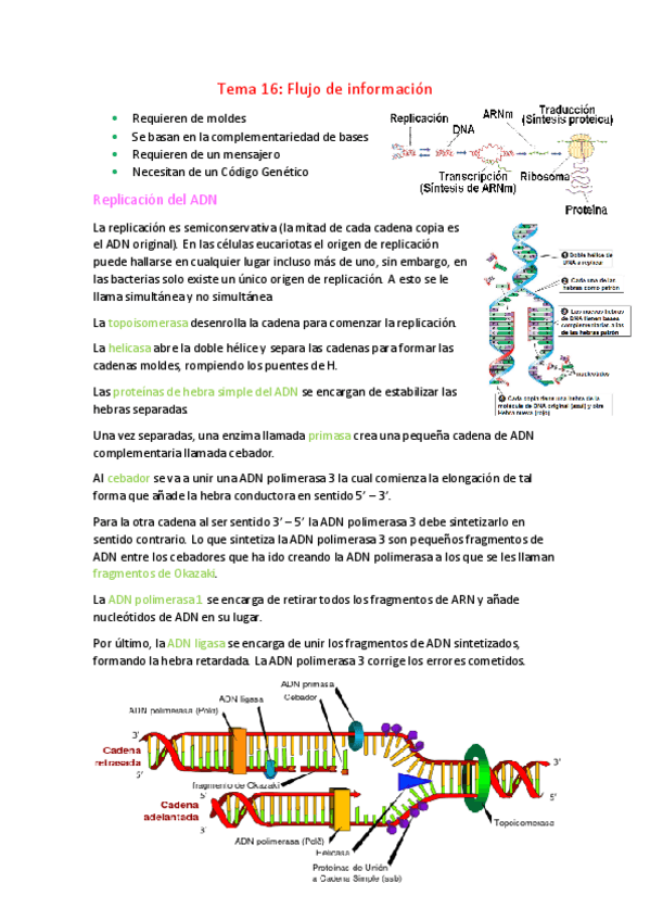 Miniatura del documento Biologia-Tema-16.pdf