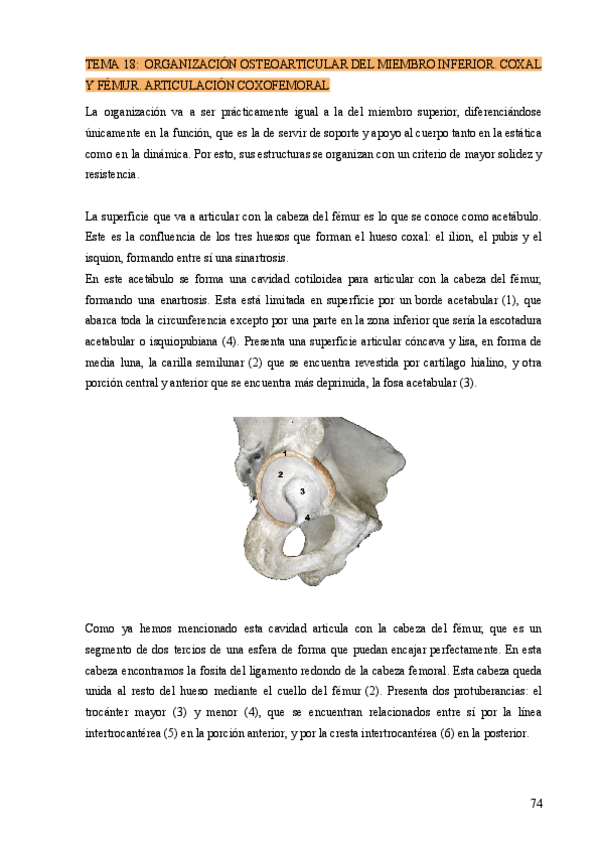 Miniatura del documento TEMA-18-ORGANIZACION-OSTEOARTICULAR-DEL-MIEMBRO-INFERIOR.-COXAL-Y-FEMUR.-ARTICULACION-COXOFEMORAL.pdf