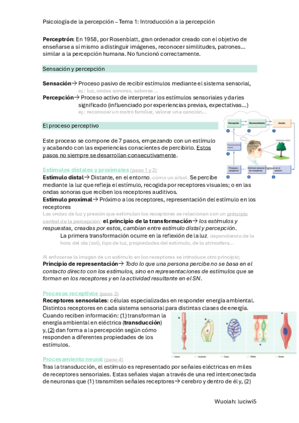 Miniatura del documento T.1-P.-Percepcion.pdf