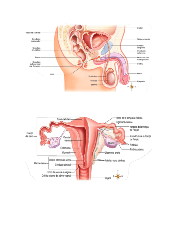 Miniatura del documento IMAGENES-EXAMEN-24-25.pdf