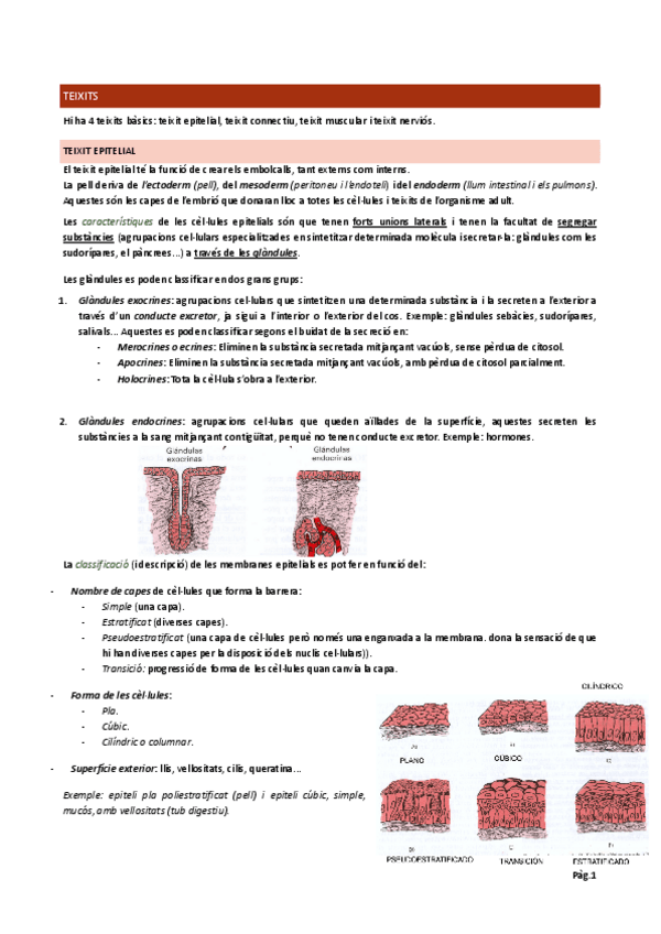 Miniatura del documento Tipus-de-teixits.pdf