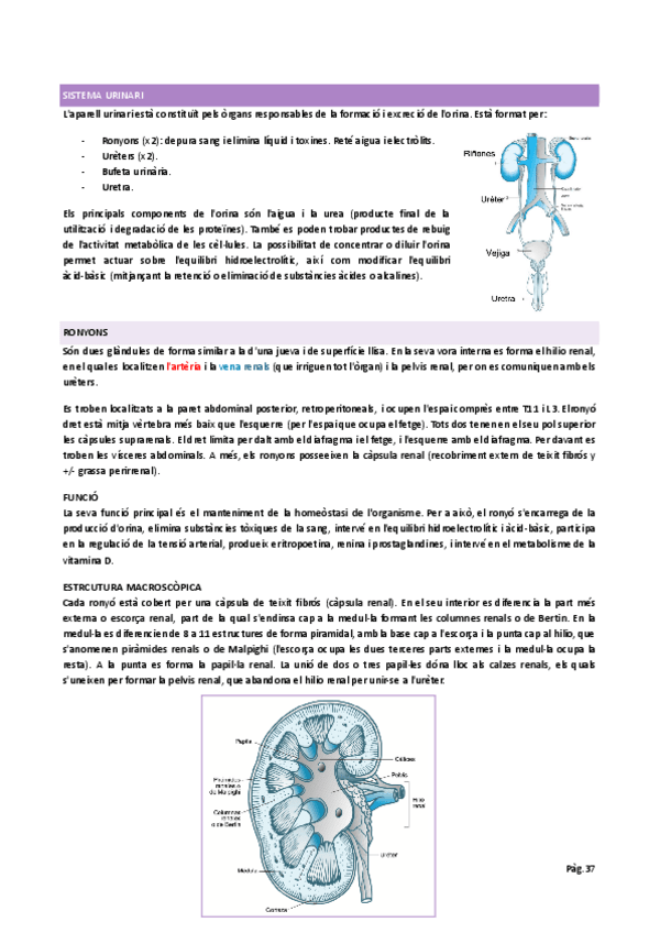 Miniatura del documento Sistema-urinari.pdf