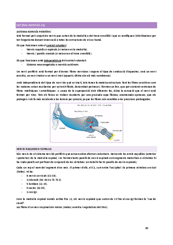 Miniatura del documento Sistema-nervios-III.pdf