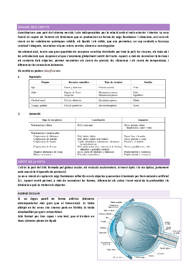Miniatura del documento Organs-dels-sentits.pdf