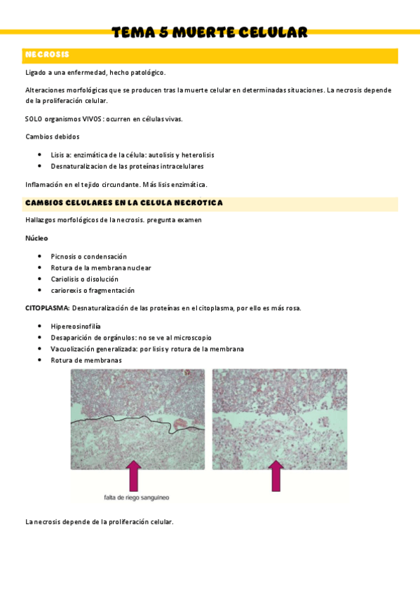 Miniatura del documento T5-Anatomia-patologica.pdf