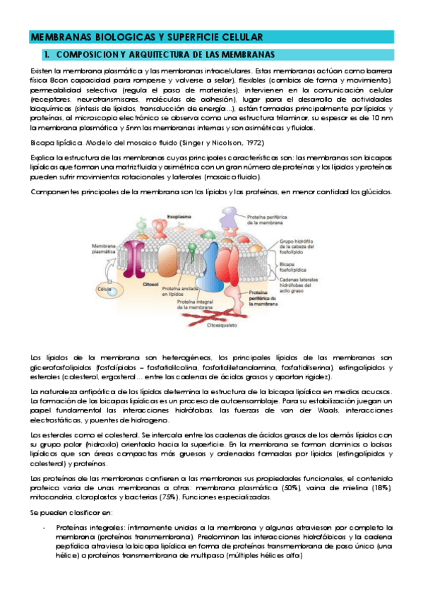 Miniatura del documento TEMA-3-LAS-MEMBRANAS-BIOLOGICAS-Y-SUPERFICIE-CELULAR.pdf