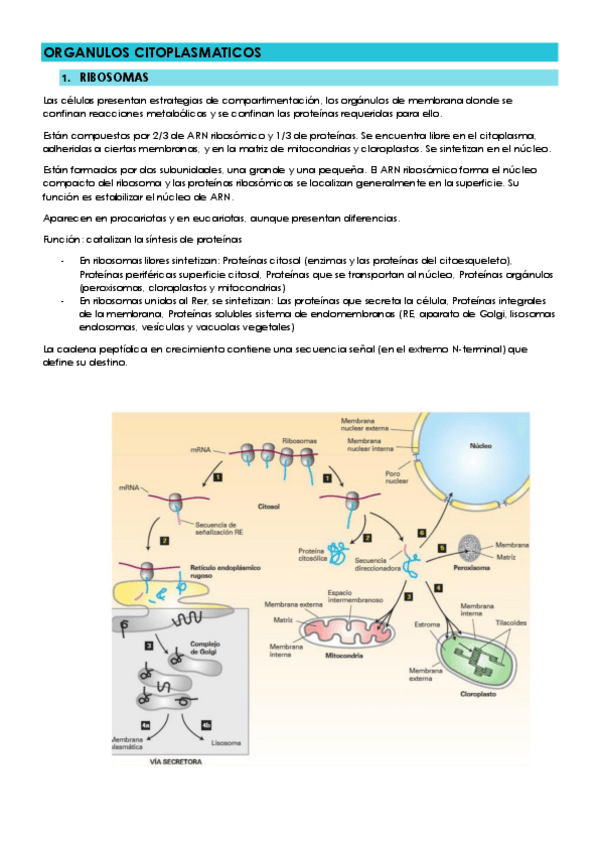 Miniatura del documento TEMA-5-ORGANULOS-CITOPLASMATICOS.pdf