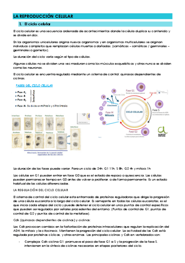 Miniatura del documento TEMA-6-REPRODUCION-CELULAR.pdf