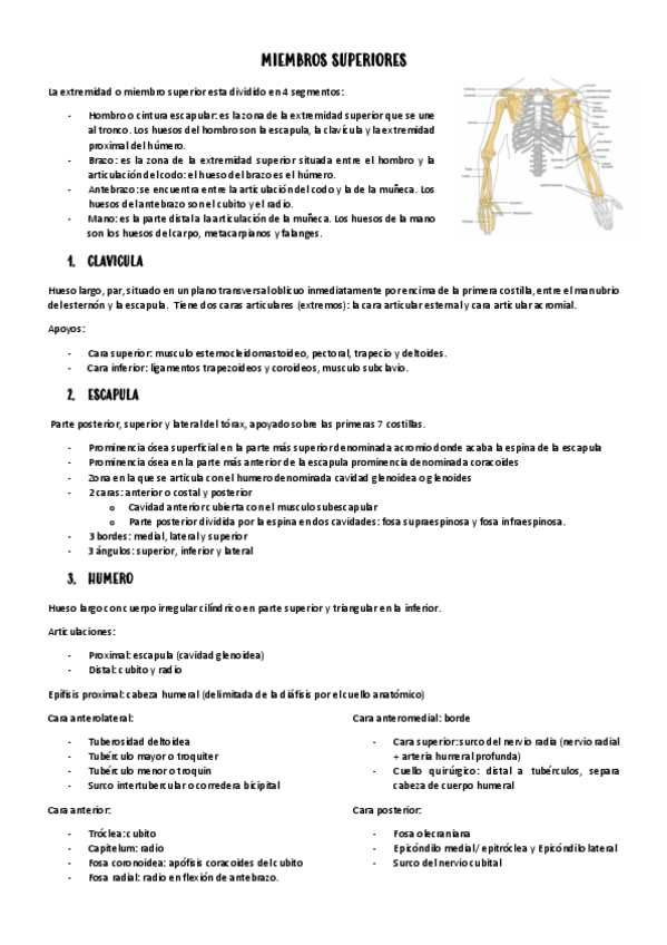 Miniatura del documento MIEMBROS-SUPERIORES.pdf