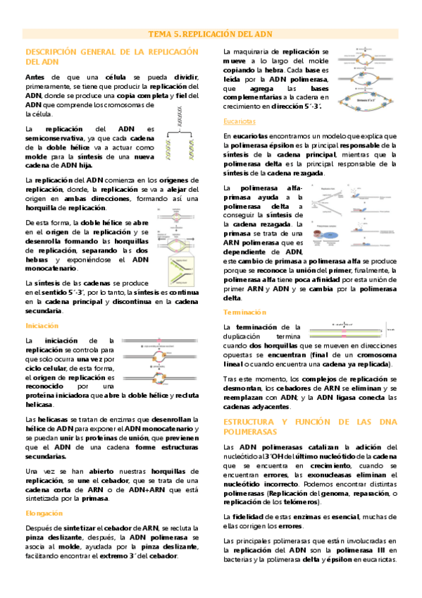 Miniatura del documento Tema 5 genética molecular, Replicación del ADN.pdf