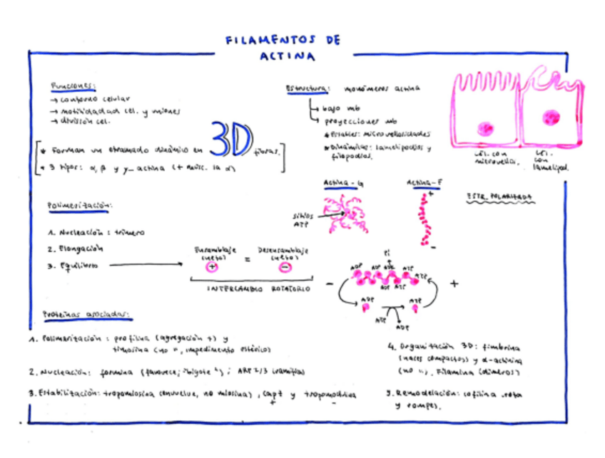 Miniatura del documento Filamentos-de-actina.pdf