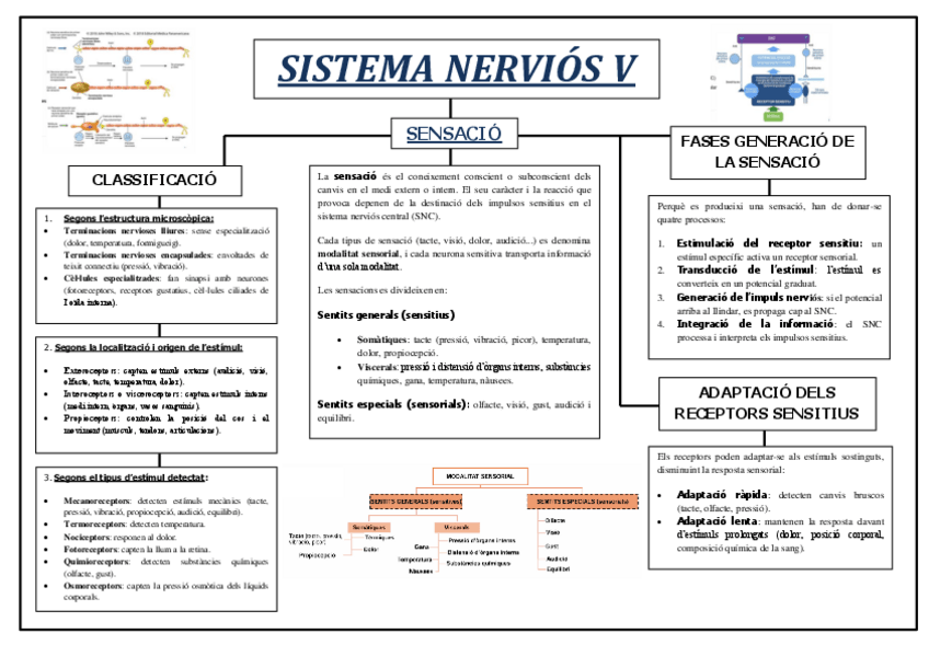 Miniatura del documento Esquema-Sistema-Nervios-V.pdf