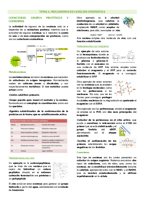 Miniatura del documento Tema 4 enzimología general y aplicada, Mecanismos de catálisis enzimática.pdf