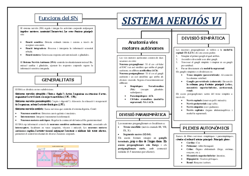 Miniatura del documento Esquema-Sistema-Nervios-VI.pdf