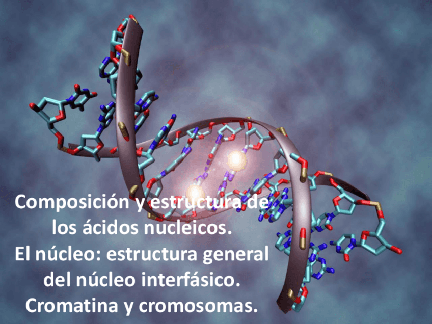Miniatura del documento Núcleo- envoltura, cromosoma, cromatina y nucleolo.pdf