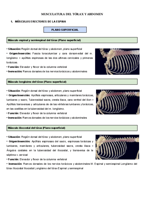 Miniatura del documento MUSCULATURA-DEL-TORAX-Y-ABDOMEN.pdf