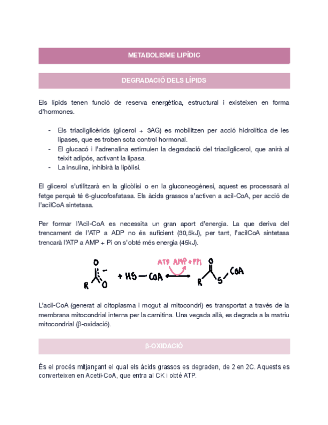 Miniatura del documento 10.-METABOLISME-LIPIDIC.pdf