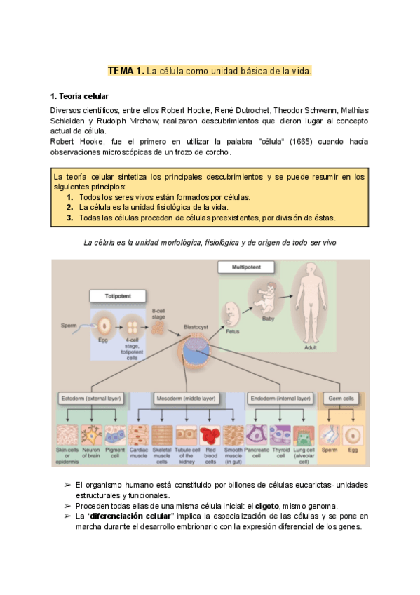Miniatura del documento Apuntes-Citologia-Temas-1-y-2.pdf