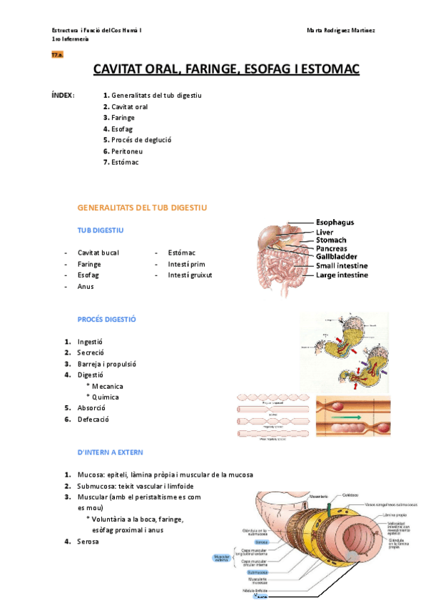 Miniatura del documento Bloc-VII-1.-Aparell-digestiu-cavitat-oral-faringe-esfag-i-estomac.pdf