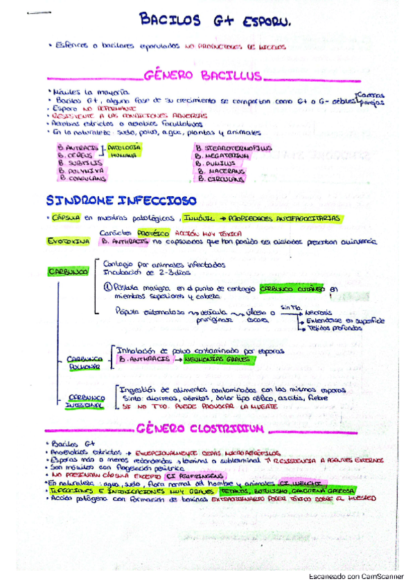 Miniatura del documento Esquema-Bacilos-Gram--y-.pdf
