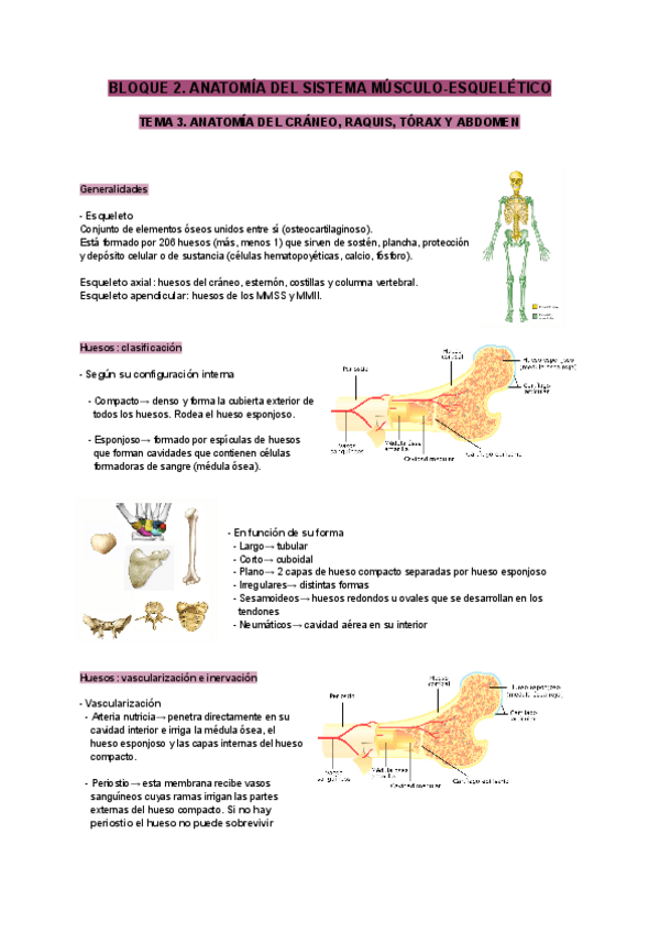 Miniatura del documento Tema-3-anatomia.pdf