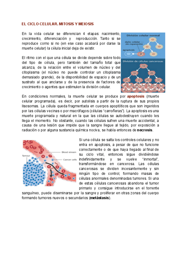 Miniatura del documento ApuntesEL-CICLO-CELULAR.-MITOSIS-Y-MEIOSIS.pdf