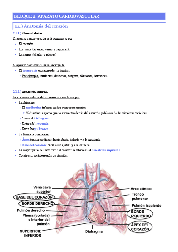 Miniatura del documento Bloque-2.-Aparato-cardiovascular..pdf