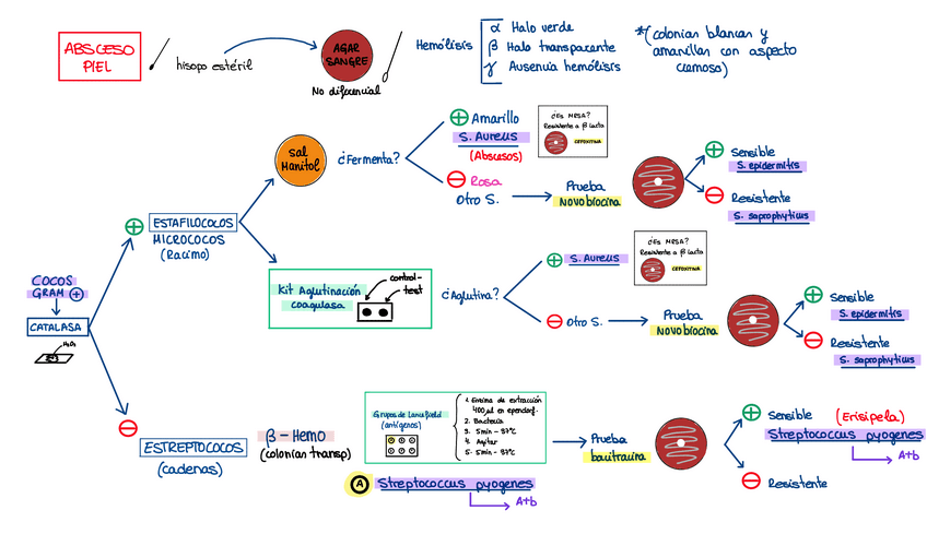 Miniatura del documento Absceso-piel.pdf
