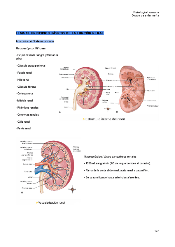 Miniatura del documento Tema-18-fisiologia-humana.pdf