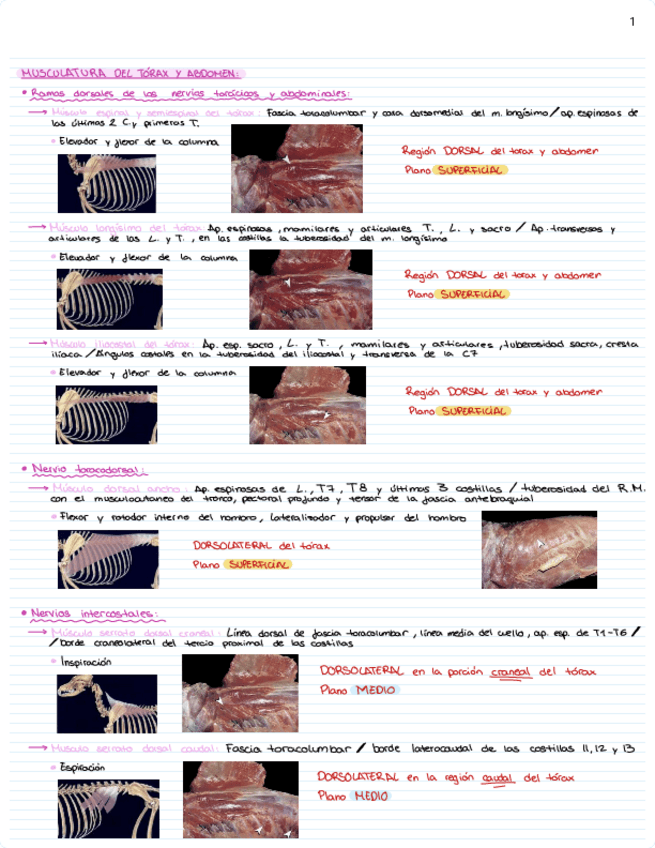 Miniatura del documento Miologia-torax-abdomen-extremidad-posterior-y-zona-sublumbar.pdf