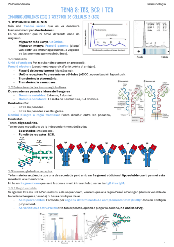 Miniatura del documento T8-Igs-BCR-i-TCR.pdf