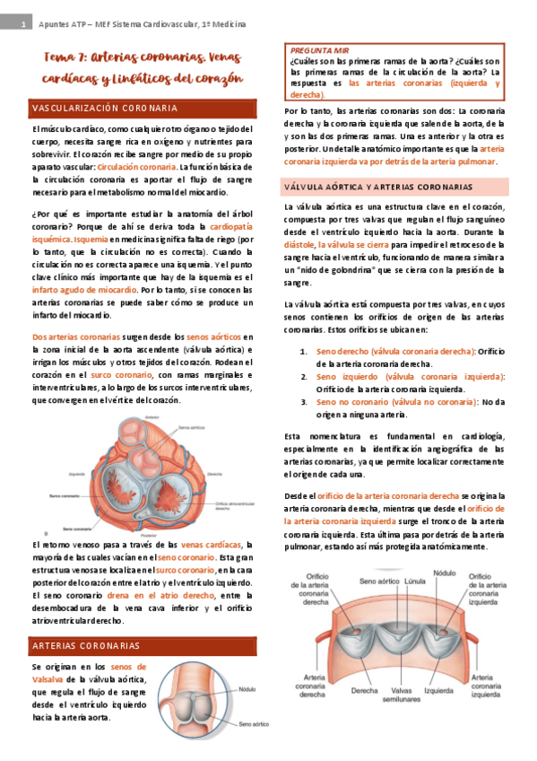 Miniatura del documento tema-7-cardio.pdf