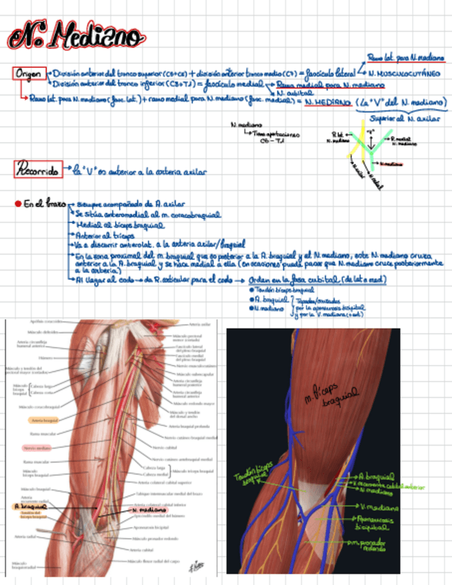 Miniatura del documento Nervio-mediano.pdf