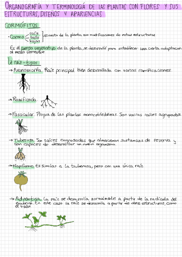 Miniatura del documento Seminario-organografia.pdf