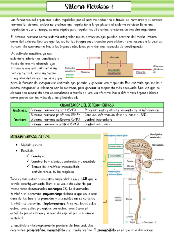 Miniatura del documento Teorico-8-Sistema-Nervioso-1.pdf